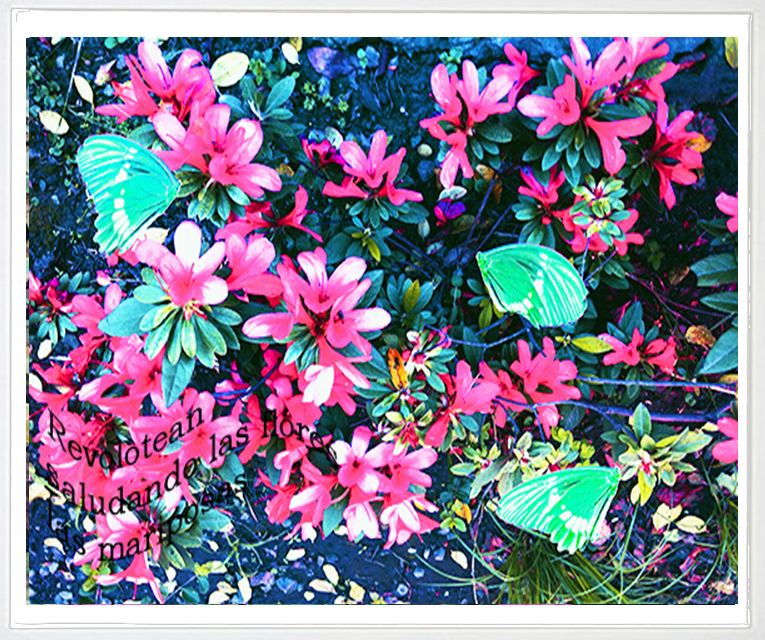 revolotean-las-mariposas