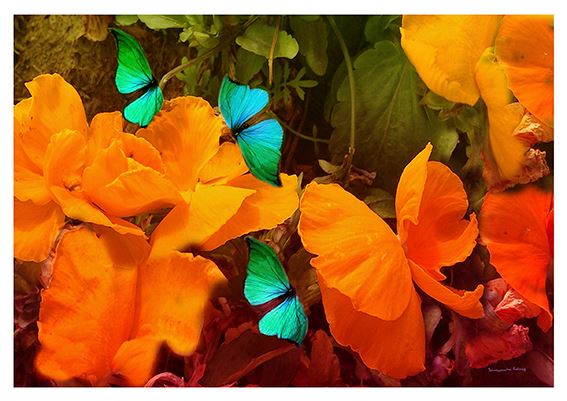 13716209_10154528256654728_466520598589146174_n