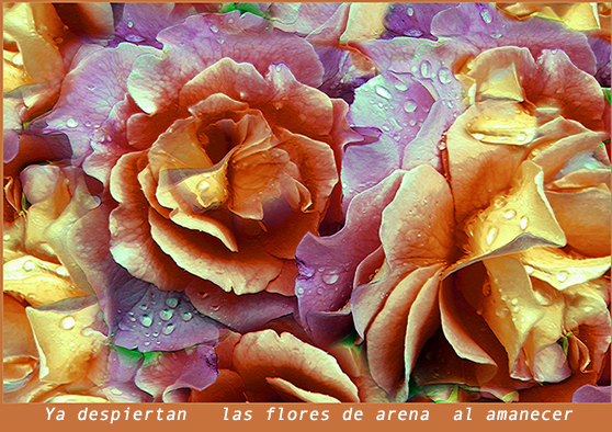 Flores de Arena W