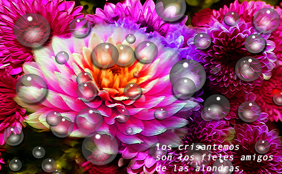 crisantemos,1809201w